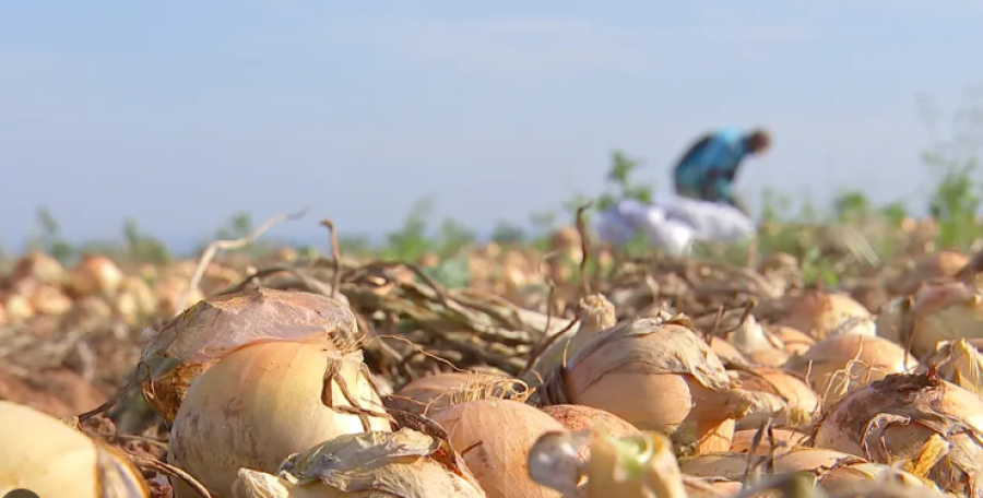 Assembleia Legislativa aprova João Dourado como Capital Estadual da Cebola
